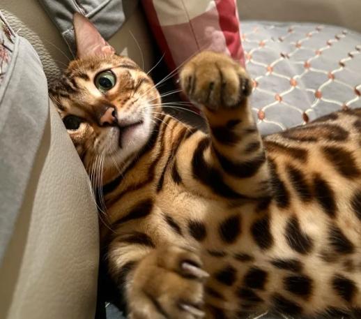 孟加拉貓 孟加拉貓