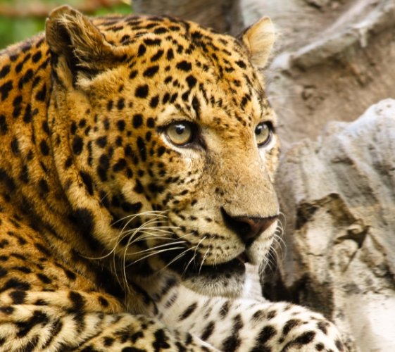 貓科動物種類 貓科動物種類