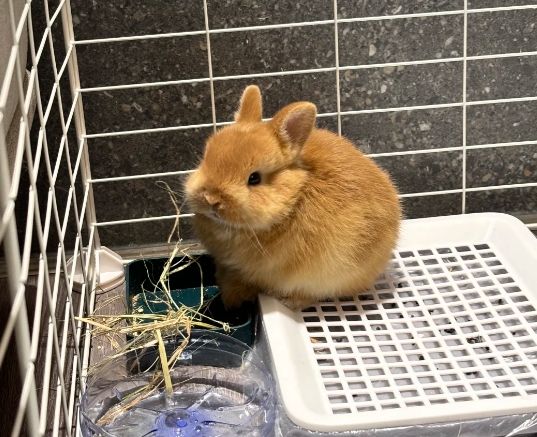 侏儒兔飼養 侏儒兔飼養