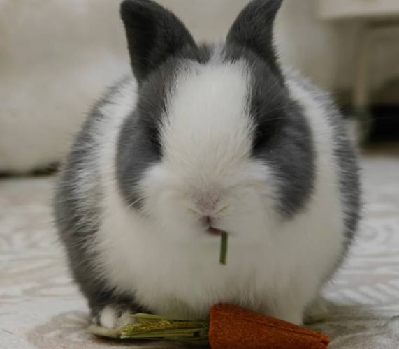 兔子智力測試 兔子智力測試