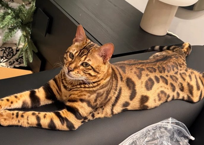 豹貓行為特點 豹貓行為特點