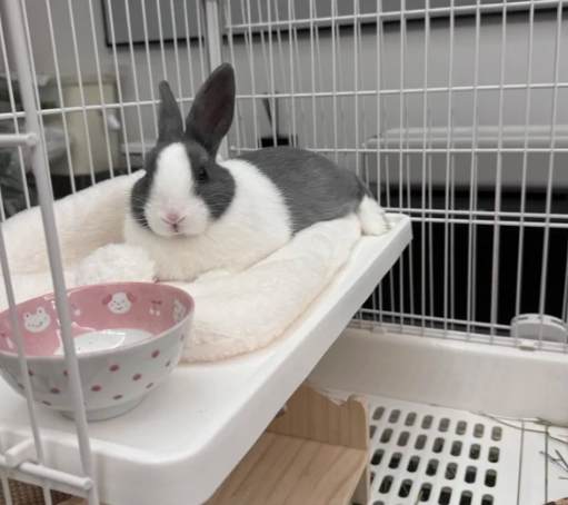 道奇兔食物 道奇兔食物