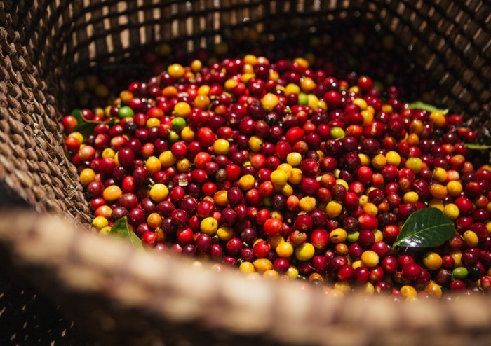 嘉義咖啡豆品牌