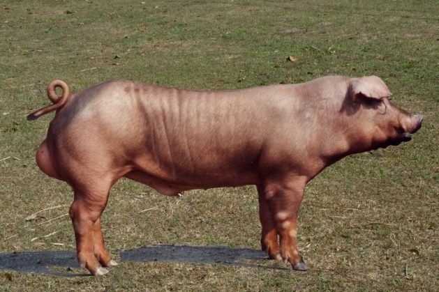 豬養殖時間 豬養殖時間