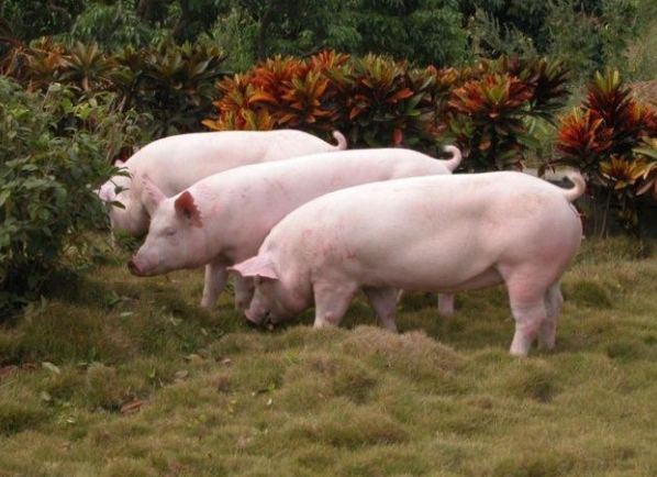 養豬成本 養豬成本