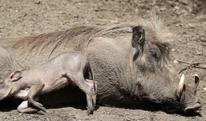 豬隻品種差異 豬隻品種差異