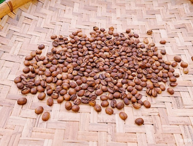 嘉義咖啡豆品種