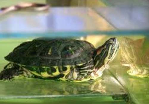 烏龜水質管理