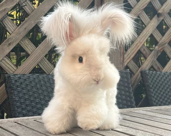 安哥拉兔好養嗎