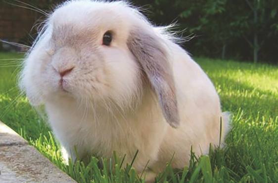 安哥拉兔好養嗎