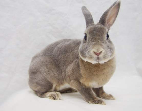 兔子智力