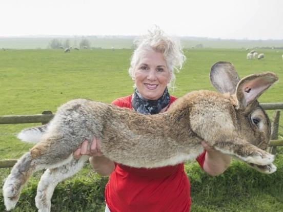 佛萊明巨兔台灣 佛萊明巨兔台灣