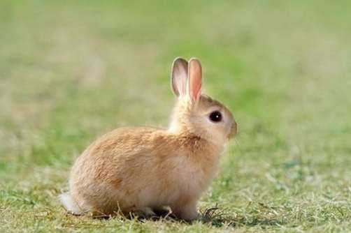 聰明兔子品種
