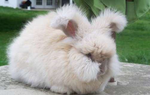 安哥拉兔優缺點