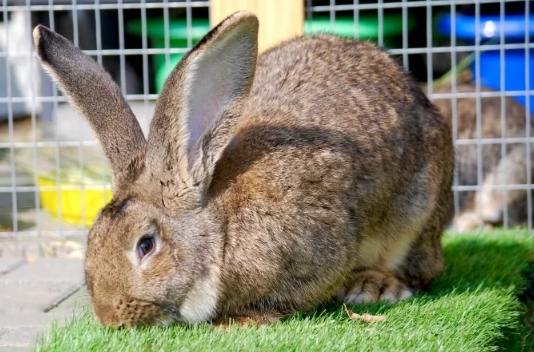佛萊明巨兔飼養 佛萊明巨兔飼養