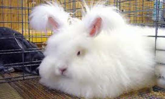 安哥拉兔飼養