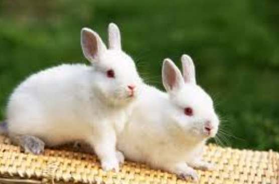 買兔兔注意事項