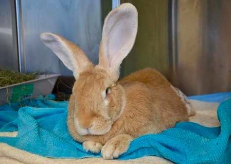 佛萊明巨兔台灣 佛萊明巨兔台灣