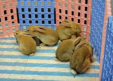 台灣寵物法規 台灣寵物法規