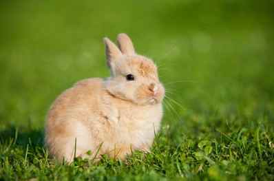 安哥拉兔優缺點