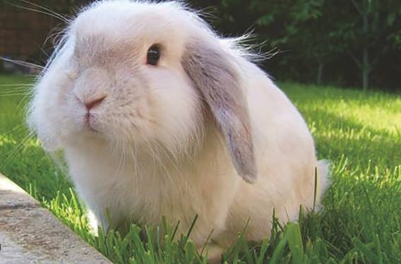 兔子訓練方法