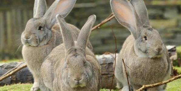 佛萊明巨兔飼養 佛萊明巨兔飼養