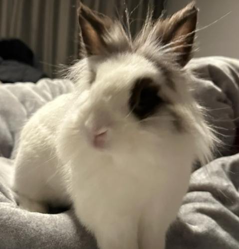 侏儒兔成長 侏儒兔成長