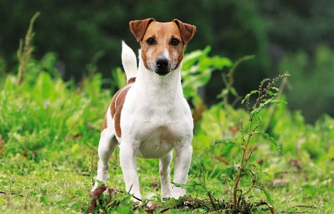 傑克羅素梗犬品種