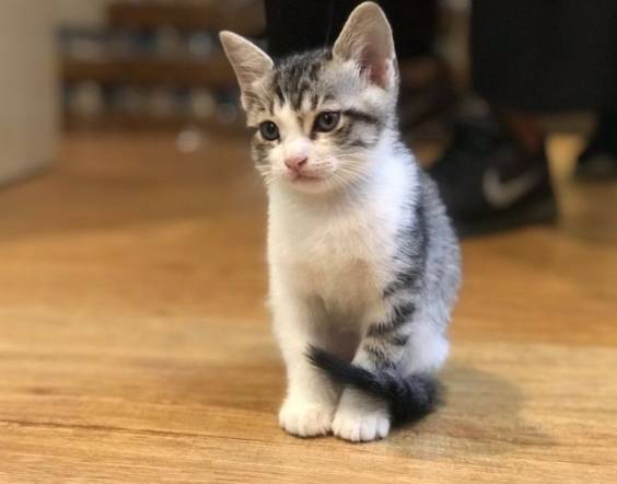 貓咪飼養費用香港