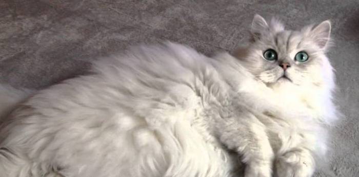 貓眼睛顏色遺傳