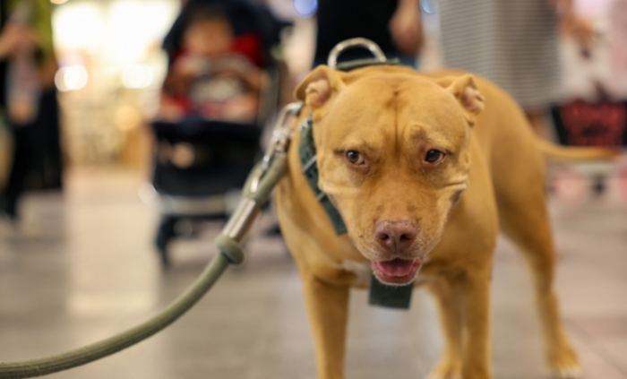 比特犬訓練方法 比特犬訓練方法