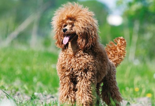 貴賓犬聰明嗎 貴賓犬聰明嗎