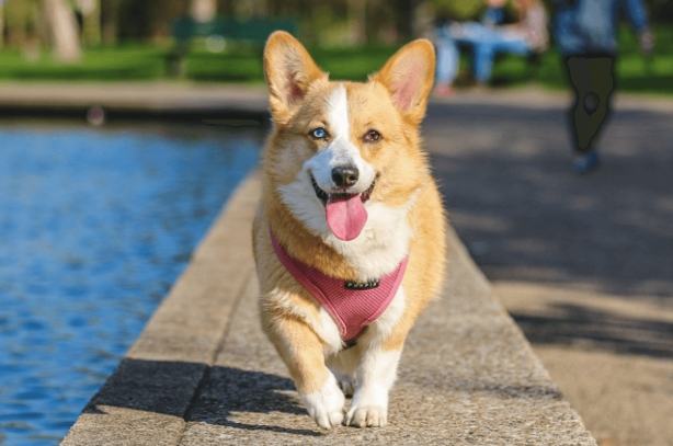 狗咬人處理 狗咬人處理