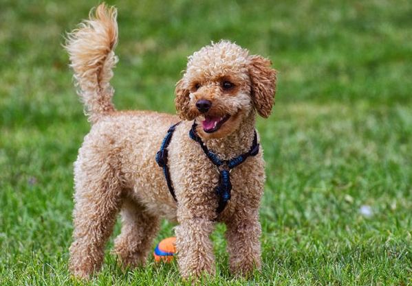 貴賓犬聰明嗎 貴賓犬聰明嗎