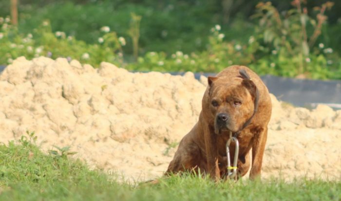 法鬥比特犬 性格 法鬥比特犬 性格