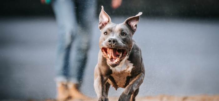 法鬥比特犬 飼養方法 法鬥比特犬 飼養方法