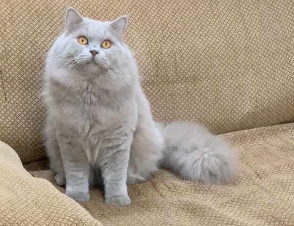 英國長毛貓品種