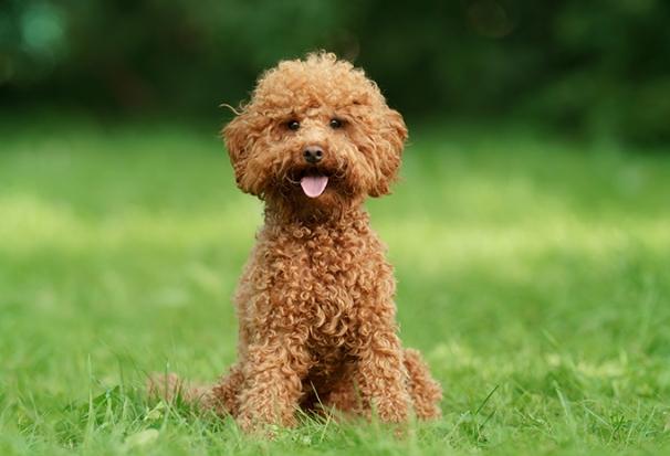 貴賓犬智商排名 貴賓犬智商排名