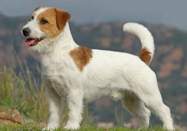 傑克羅素梗犬品種