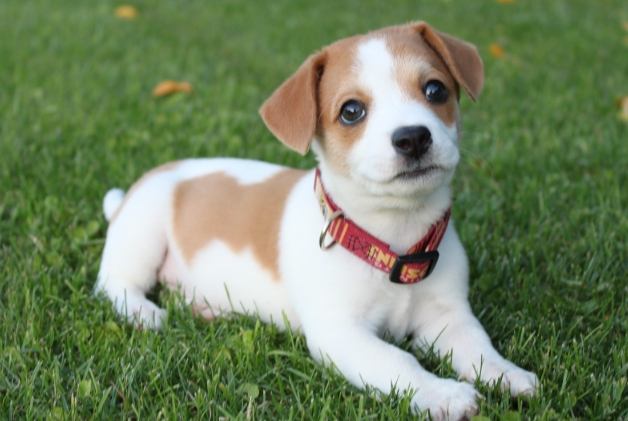 動物保護法 動物保護法