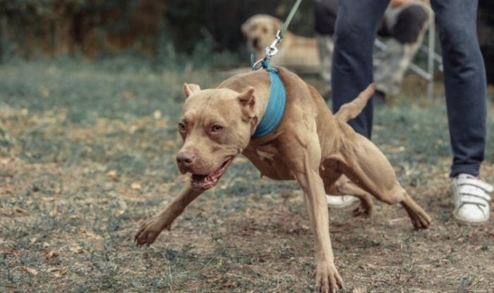 法鬥比特犬 健康問題 法鬥比特犬 健康問題