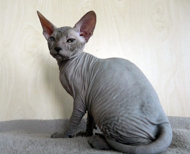無毛貓行為特徵 無毛貓行為特徵