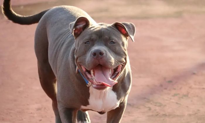 法鬥比特犬 飼養方法 法鬥比特犬 飼養方法