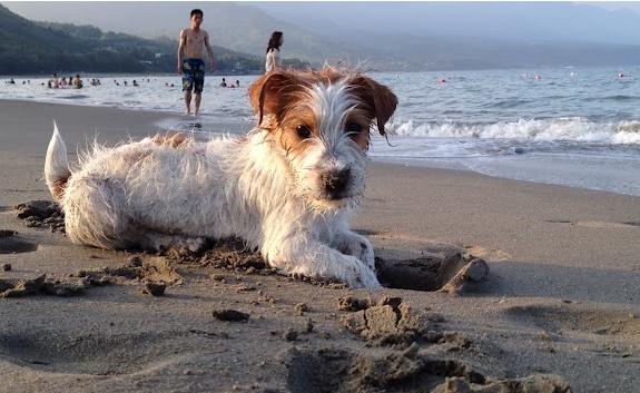 長毛傑克羅素護理