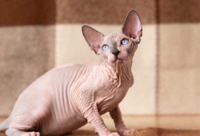 斯芬克斯貓性格 斯芬克斯貓性格