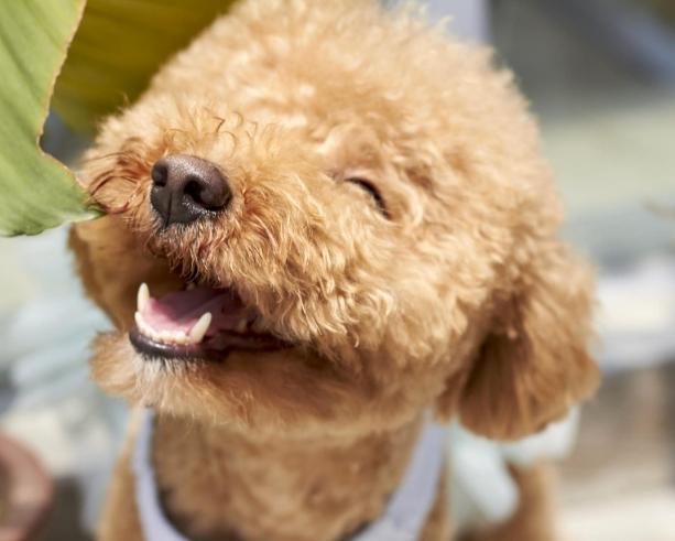 貴賓犬聰明嗎 貴賓犬聰明嗎