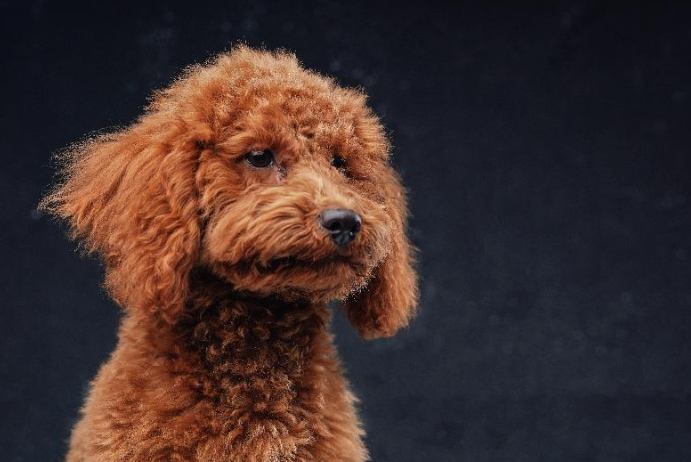 貴賓犬智商排名 貴賓犬智商排名