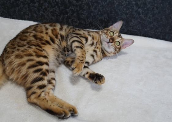 豹貓常見疾病 豹貓常見疾病