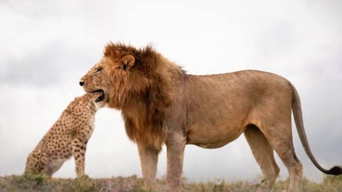 獅子與貓的關係