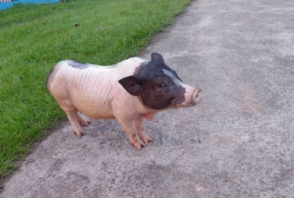 寵物豬平均壽命